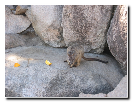 25 Rock Wallabies